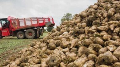 صورة شركة الدلتا للسكر التعاقد مع المزارعين على شراء محصول البنجر المزروع على مساحة 120 ألف فدان