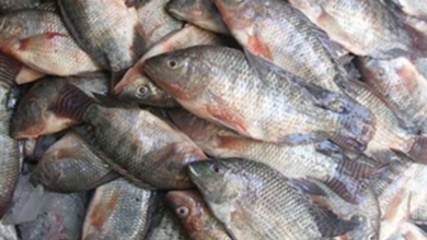 صورة اسعار  السمك