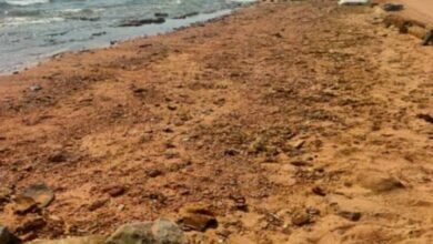 صورة وزيرة البيئة: انتهاء أعمال مكافحة التلوث الزيتى بعدد من شواطئ مدينة دهب 